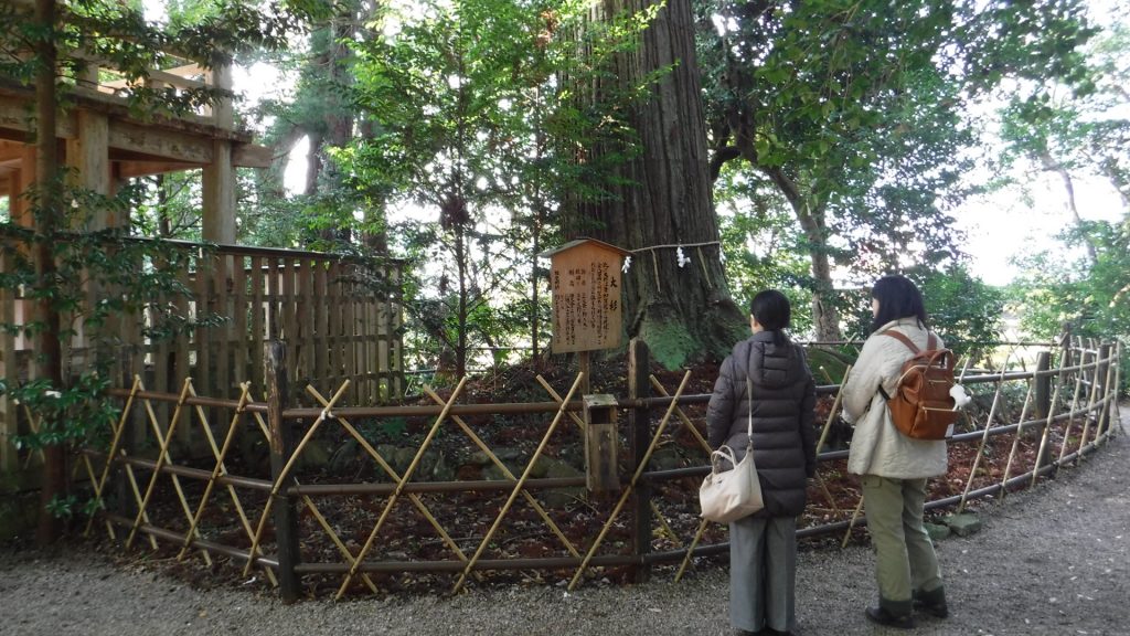須佐神社の大杉